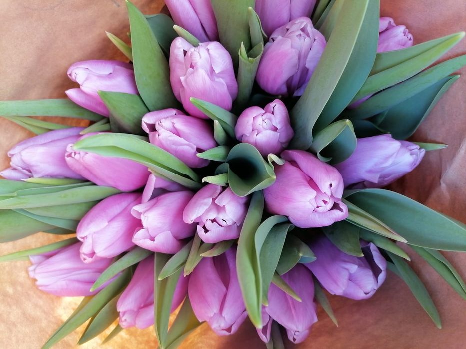 Тюльпаны голландские  оптом и в розницу