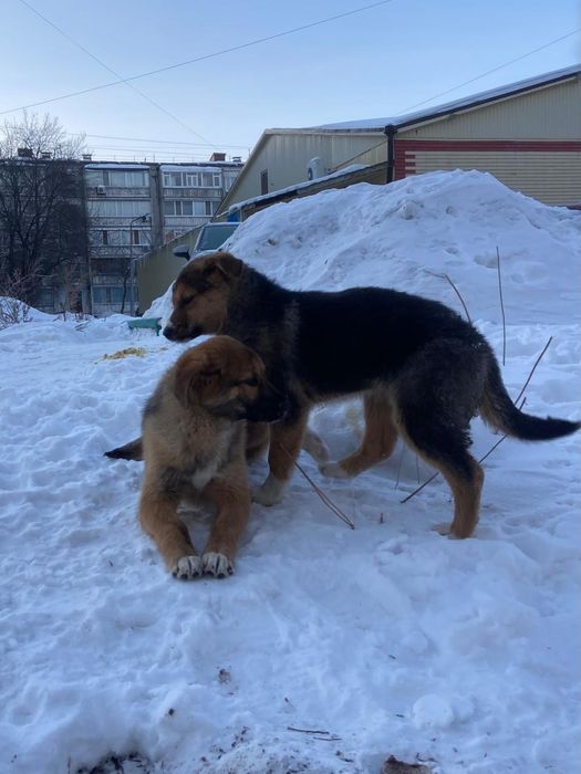 Дружные, весёлые, неразлучные.