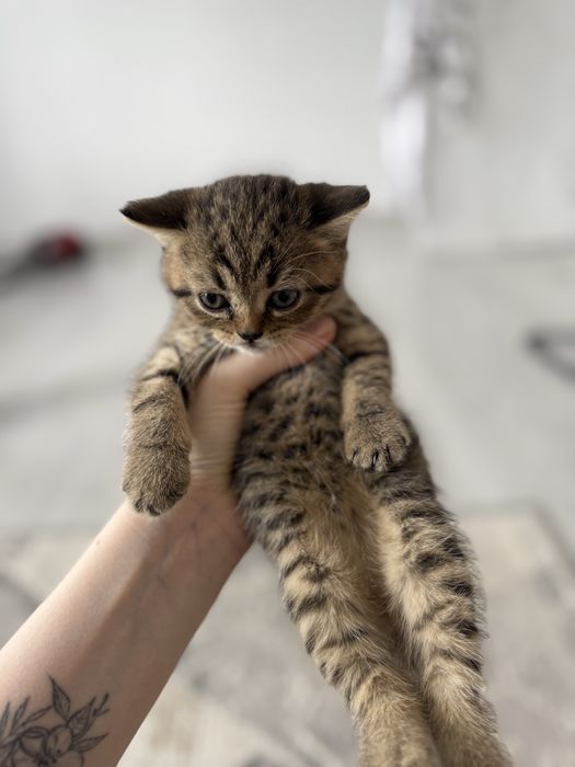 Продам котят скотиш фолд