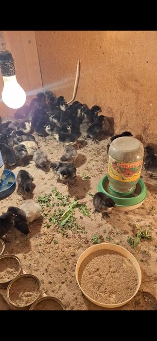 Австролп балапандары