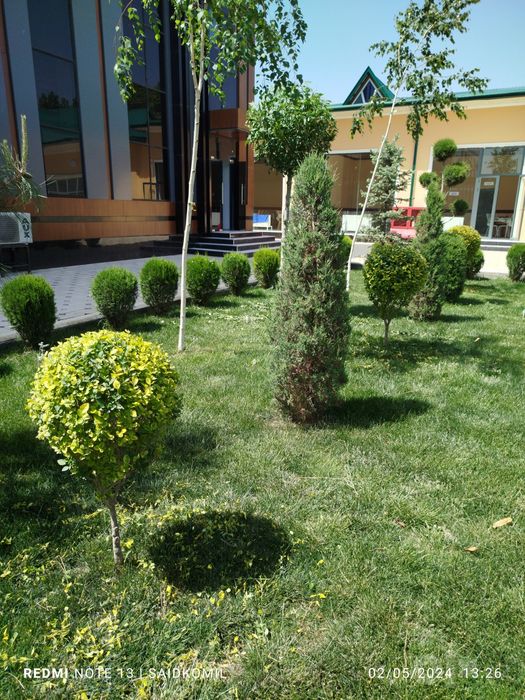 Archa kesish xizmati