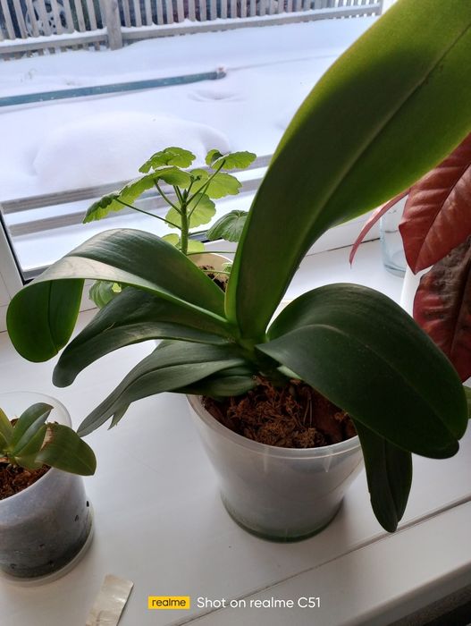 Цветы комн
атные