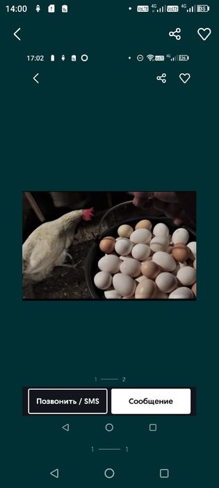 Куры Легорн несушки