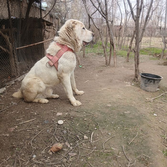 Toza qon TURKMAN ALABAY. 1 yoshda