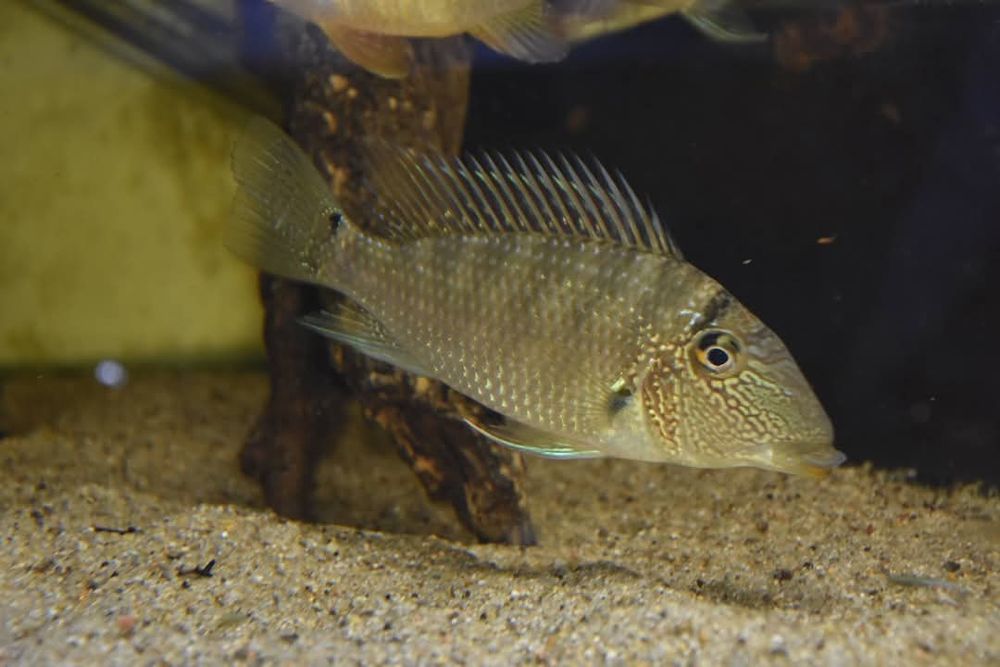 Geofagus satanoperca Jurupari