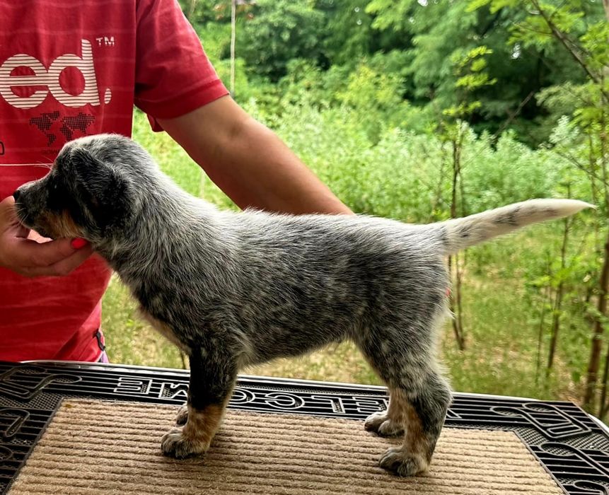 Australian Cattle Dog mascul
