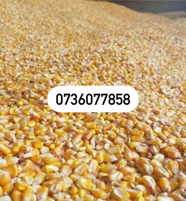 Vand porumb,grau,floarea soarelui,orz