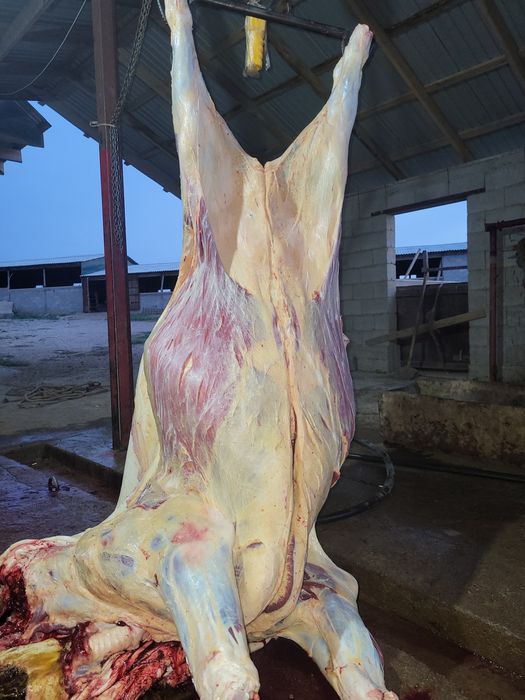 Откорм сатылады   120