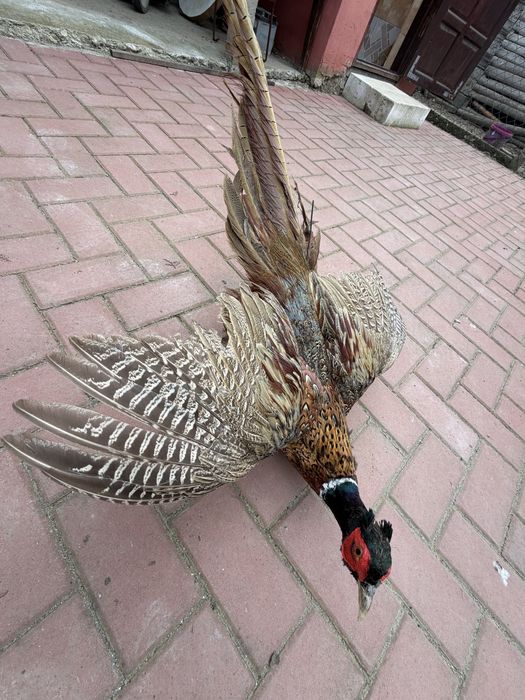 Vand fazan, bufnita si uliu impaiate