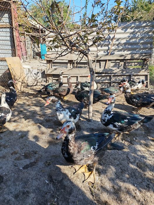 Продам домашних индоуток