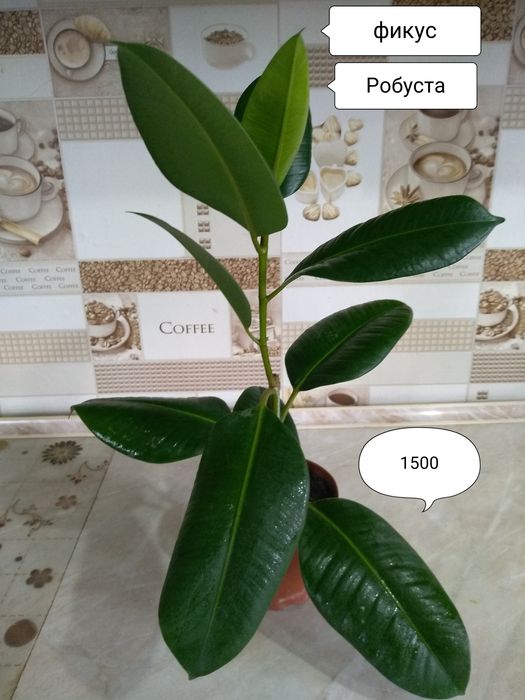 Продам комнатные цветы