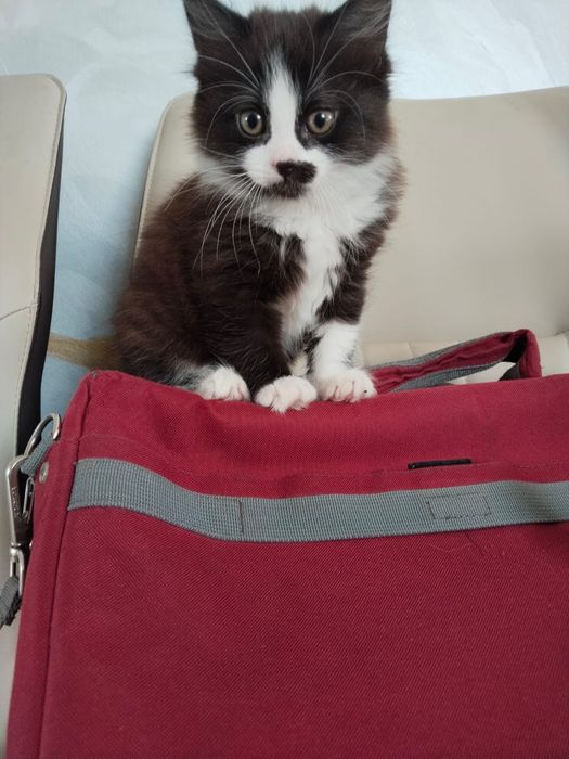 Продам котят красивые игривые