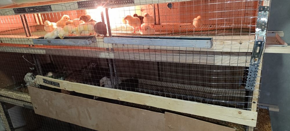 Жужа катка сотилади