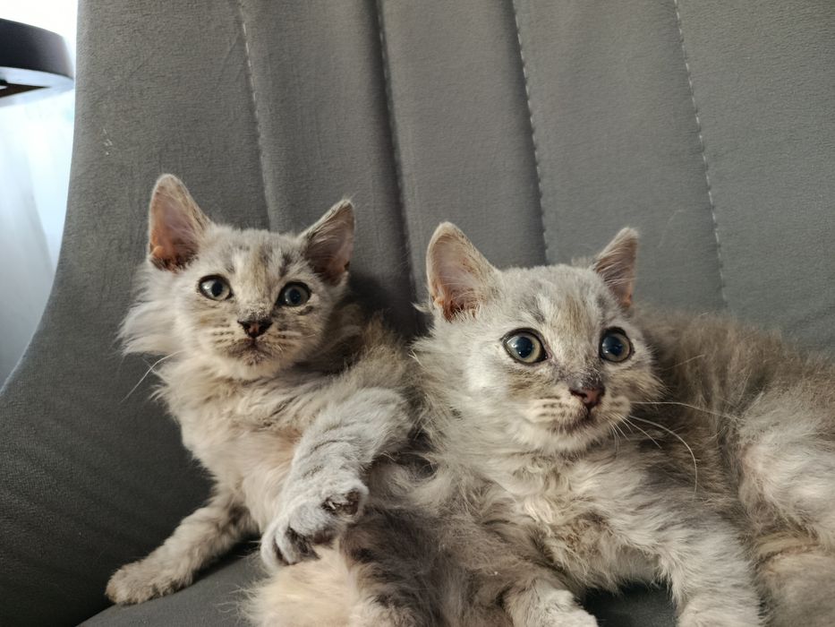 Продаются игривые котята
