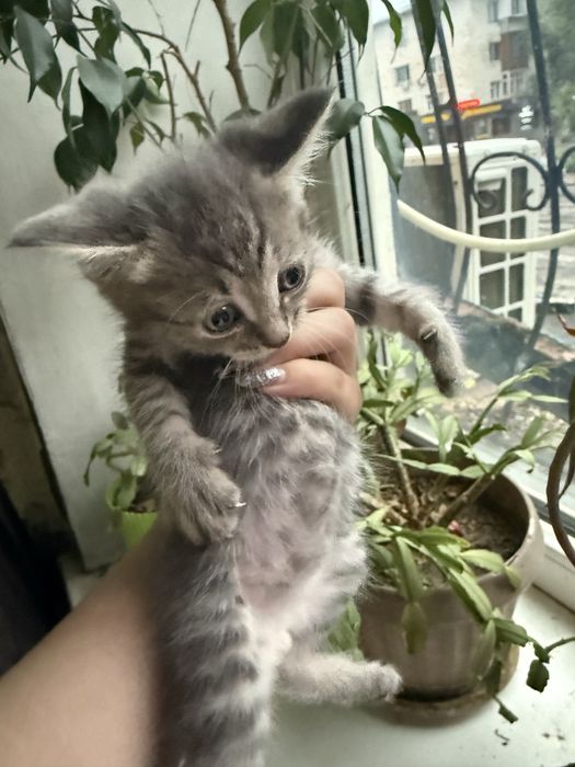 Отдам котят в добрые руки.
