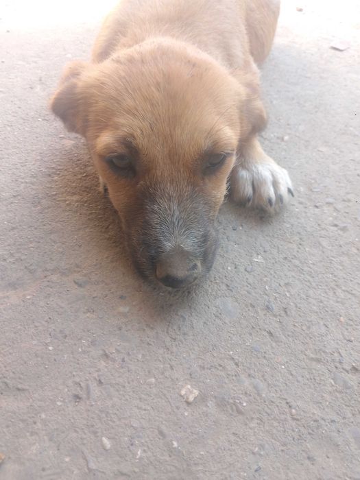 Trei cățelușe adorabile spre adopție