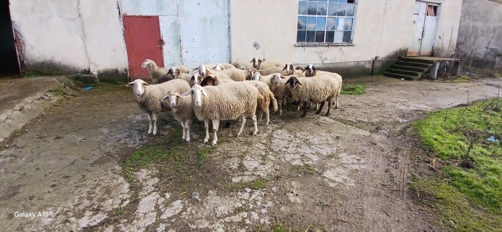 Свободни овце и кочове