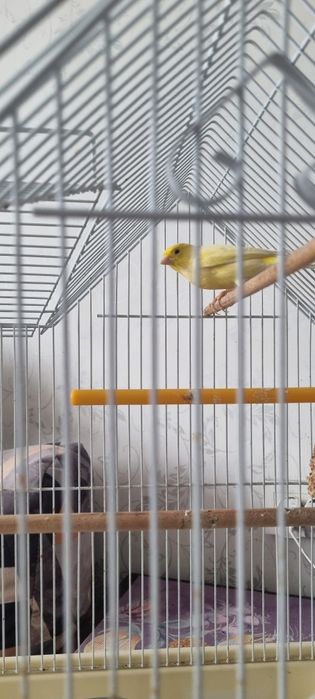 Канарейка молодой и поющий