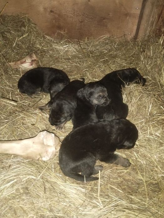 Продам щенков вео 3 кабеля две сучки