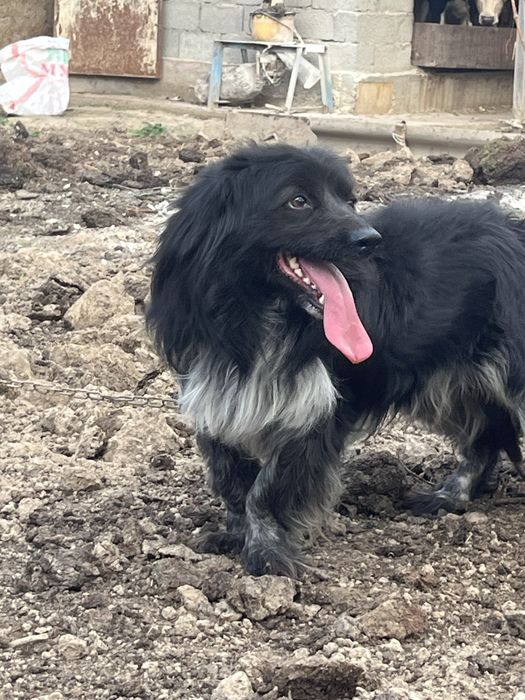 Породистая собака Docker (докер)