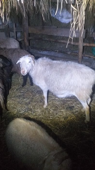 Продам баранух 4 годовы