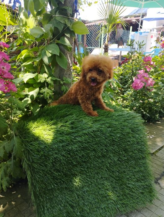 Той Пудел Toy Poodle.