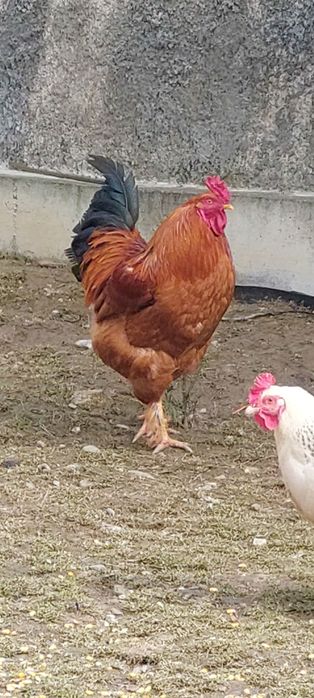 Cocoș de casa crescut natural