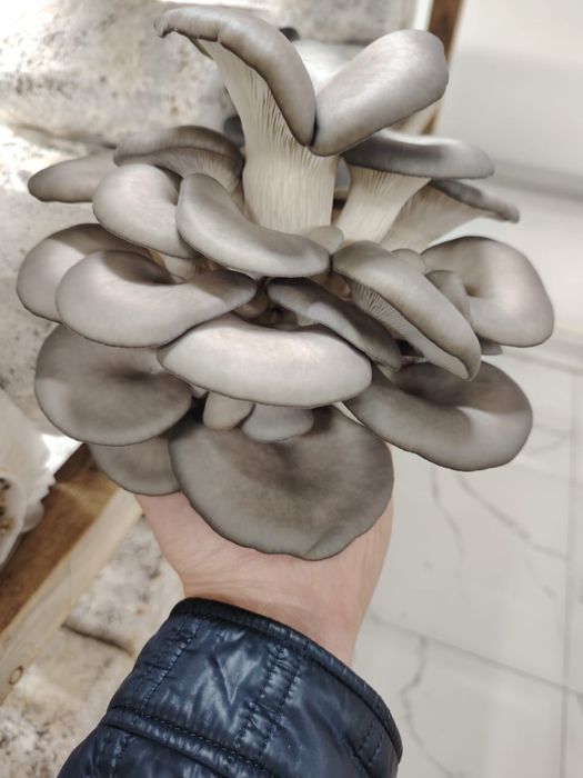 Экологически чистые грибы Вешенка