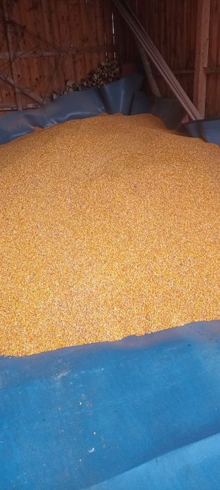 Vând grăunțe și grâu