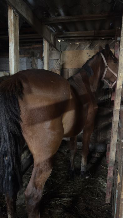 Бие, байтал, тай сатылады.