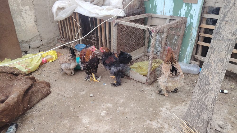 Brama xo'roz sotiladi