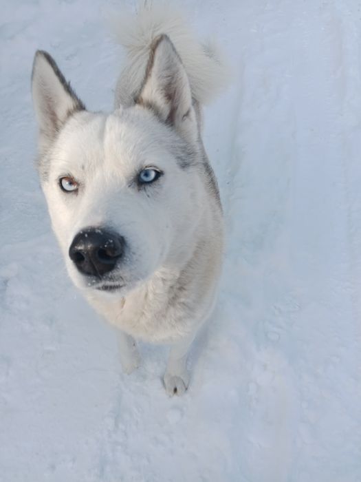 Продается щенок  Сибирской Хаски
