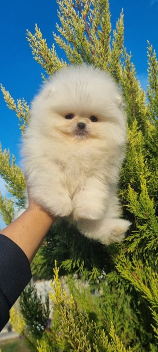 Померан померанче