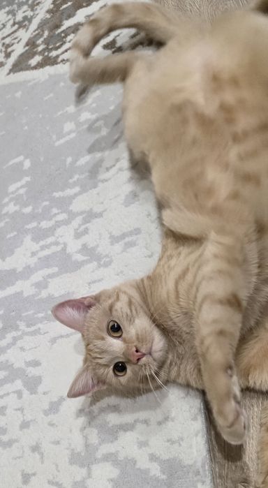 Кошка рыжая ищет дом