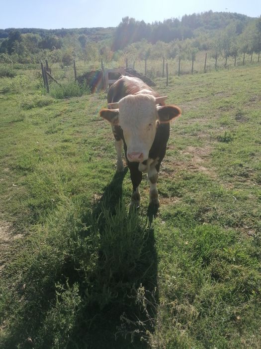 Vând taur junc rasa balanță românească pur