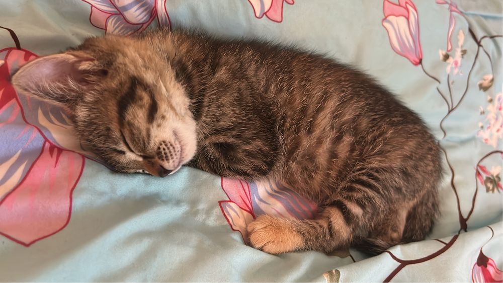 Котенок девочка 2,5 месяца