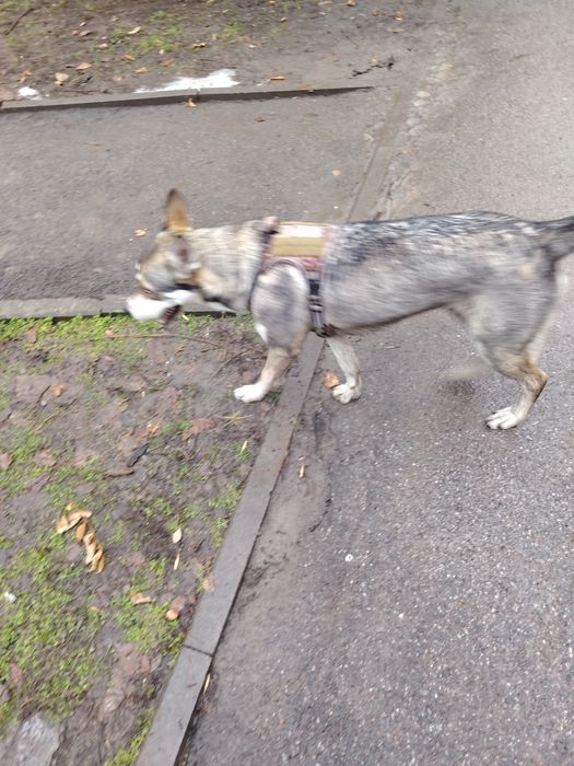Бегает собака в 11 мкр, в шлейее. Видно что домашняя.