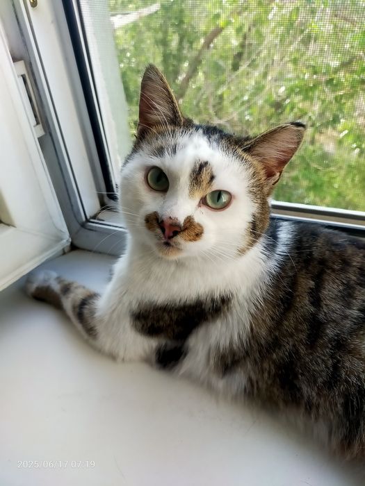 Передержка кошек