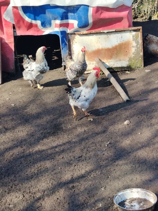 Schimb cocoși pe puici,gaini