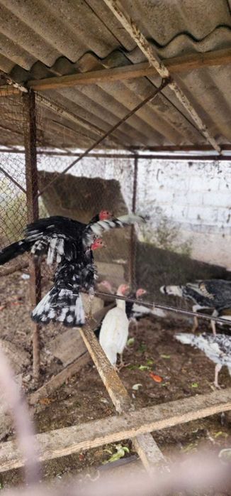 Продажа индюшат срочно