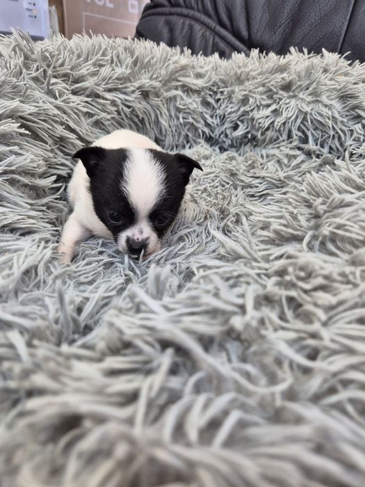 Мъжко и женско мини чиху пинчер