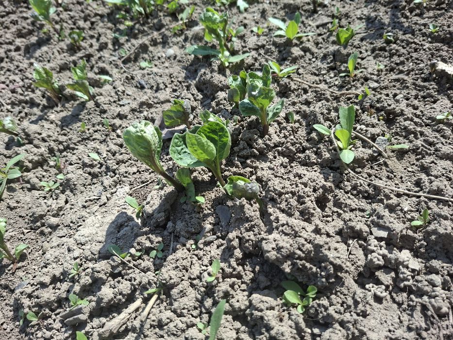 Продам раски клюквы