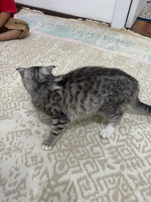 Шотландски кот домашни