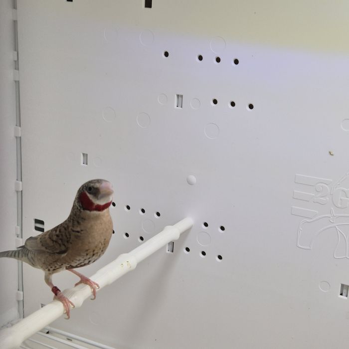 Pasari exotice fasciata masculi