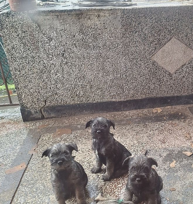 Мител Шнауцер(стандартен)-сол и пипер