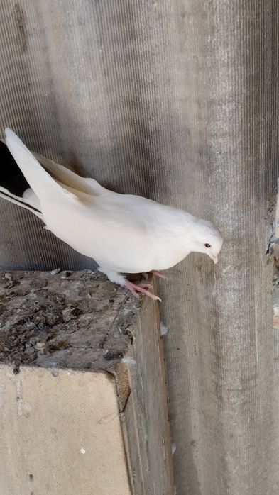 Продам бакинцов молодых