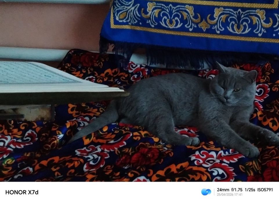 Вязка. Сотилмайди Британец