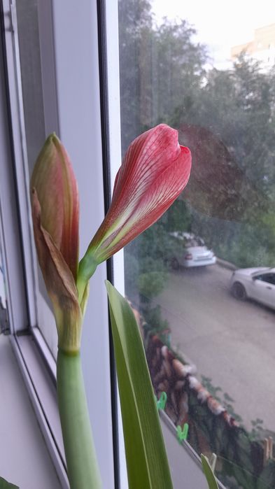 Цветок комнатный