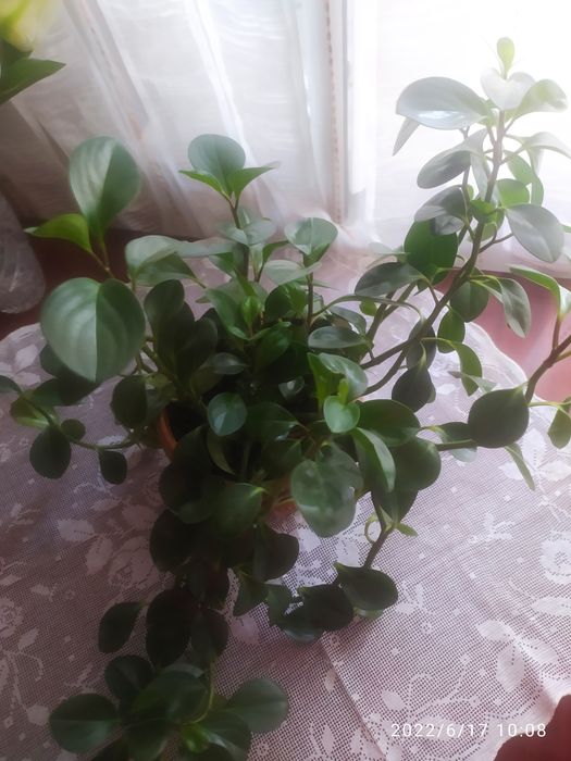 Разные комнатные цветы