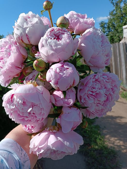 Пионы свежесрезанные
